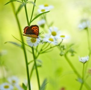 Meet your Posher, Patty